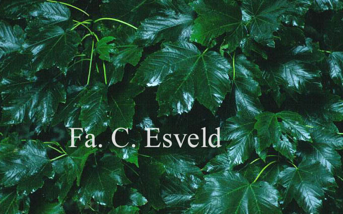 Acer velutinum vanvolxemii