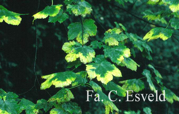 Acer velutinum vanvolxemii