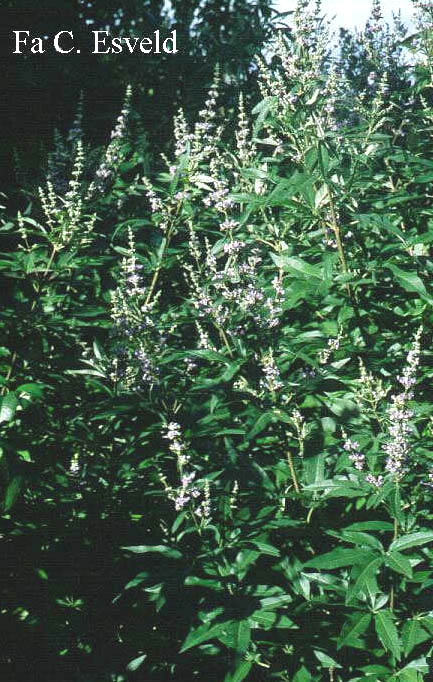 Vitex agnus-castus