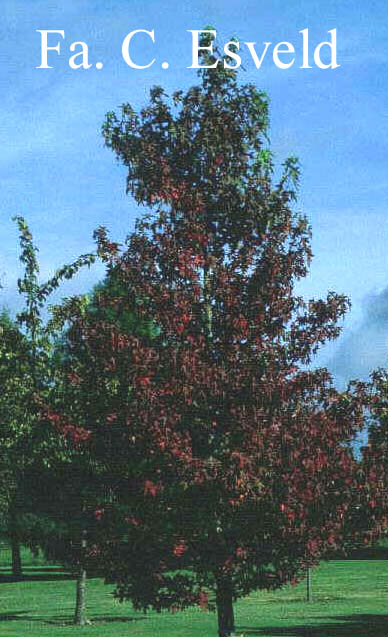 Liquidambar styraciflua 'Worplesdon'