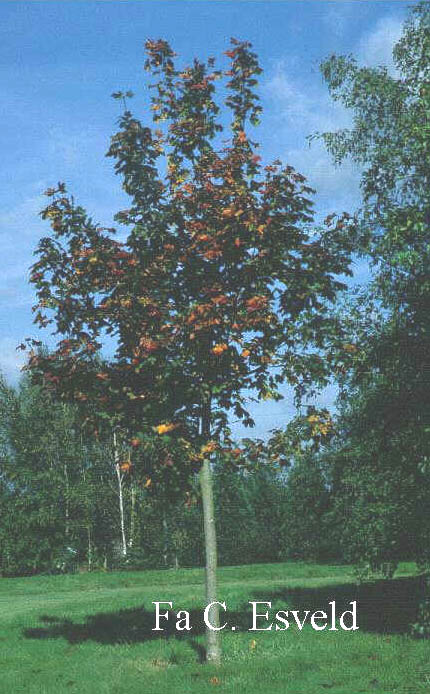 Acer platanoides 'Meyering'