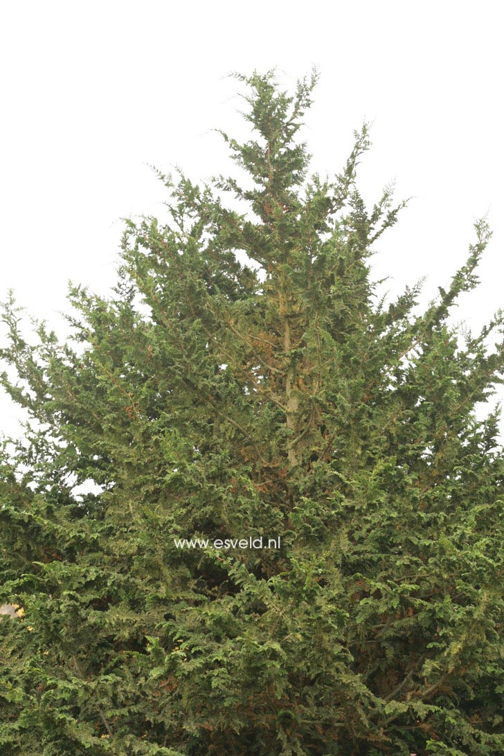 Chamaecyparis obtusa 'Teddy Bear'