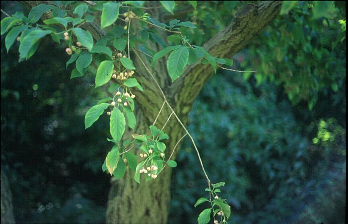 Euonymus hamiltonianus var. hians