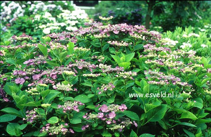 Hydrangea macrophylla 'Aduarda'