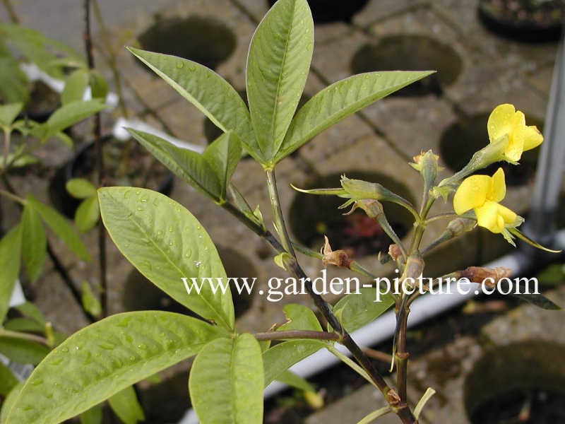 Piptanthus laburnifolius
