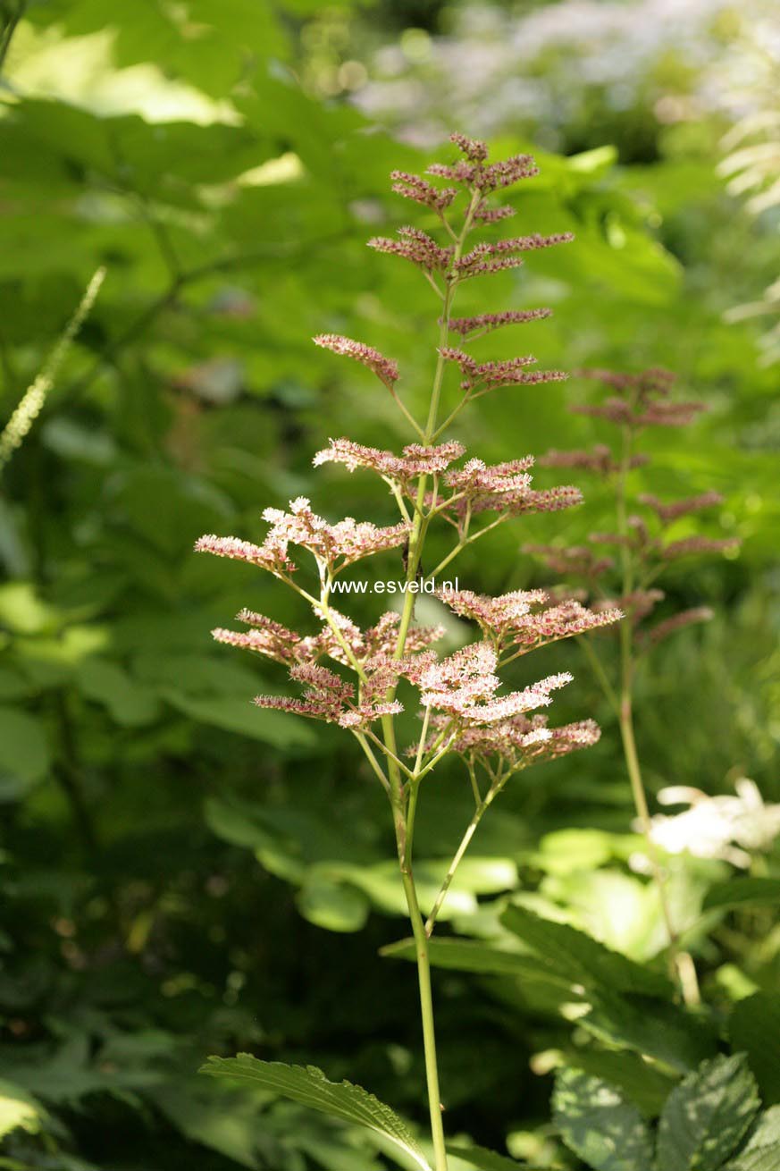 Rodgersia pinnata 'Die Sch&ouml;ne'