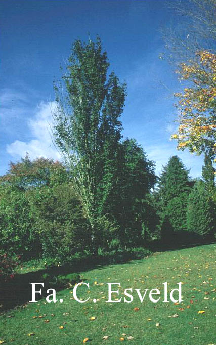 Acer cappadocicum ssp. lobelii