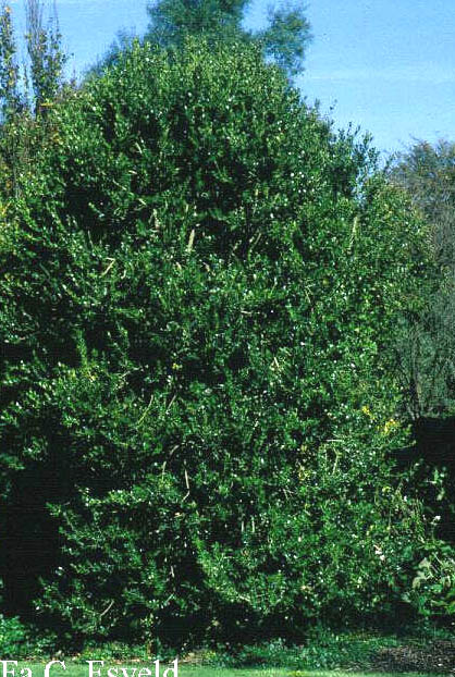 Buxus balearica