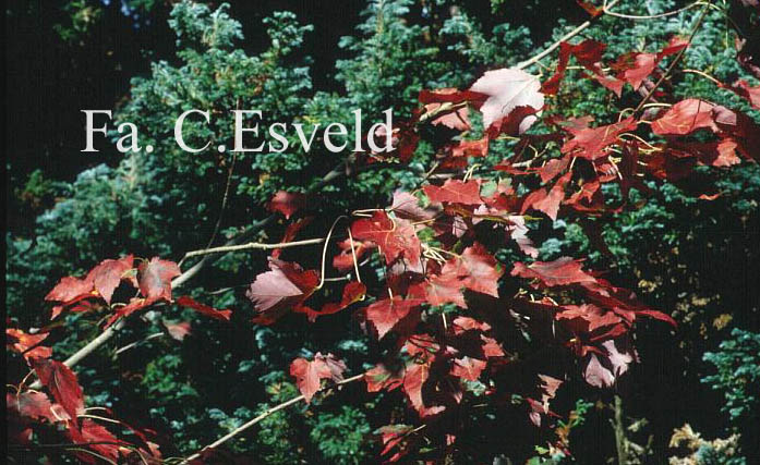 Acer rubrum 'Schlesingeri'