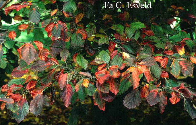 Hamamelis vernalis 'Sandra'