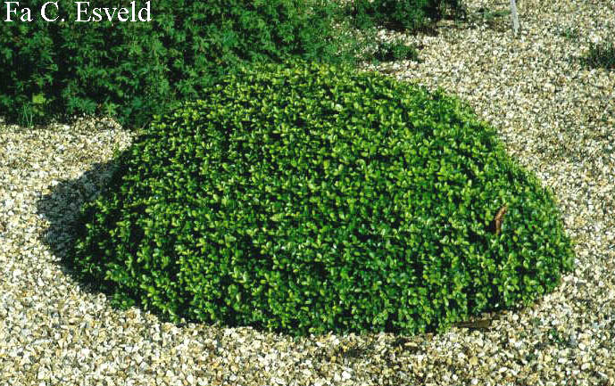 Buxus microphylla 'Grace Hendrick Phillips'