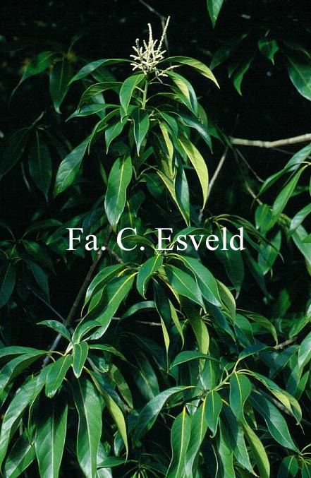 Lithocarpus henryi