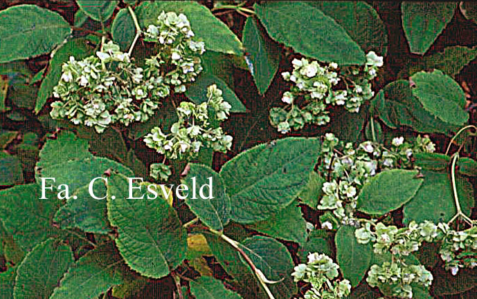 Hydrangea involucrata 'Hortensis'