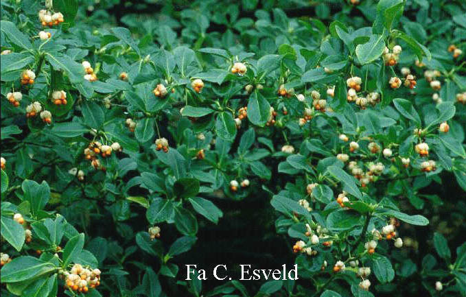 Euonymus fortunei 'Vegetus'