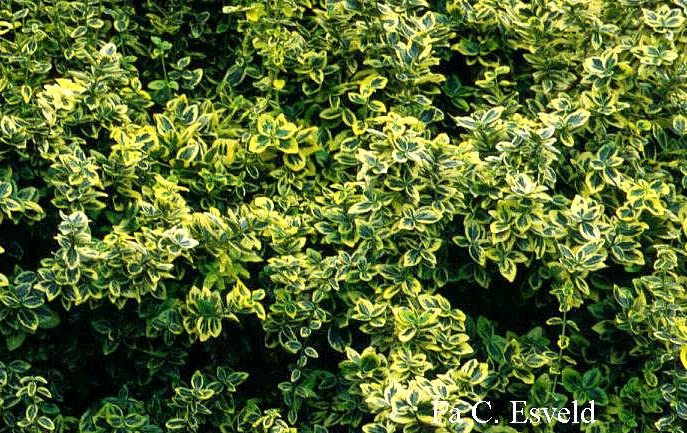 Euonymus fortunei 'Emerald & Gold'