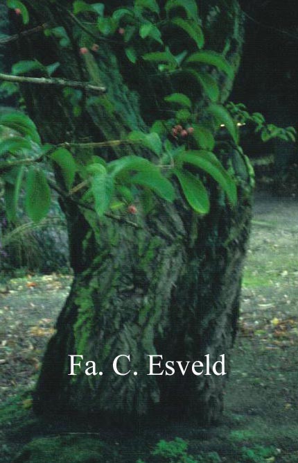 Euonymus hamiltonianus sieboldianus