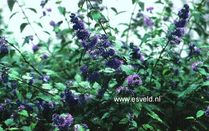 Caryopteris incana 'Cary'