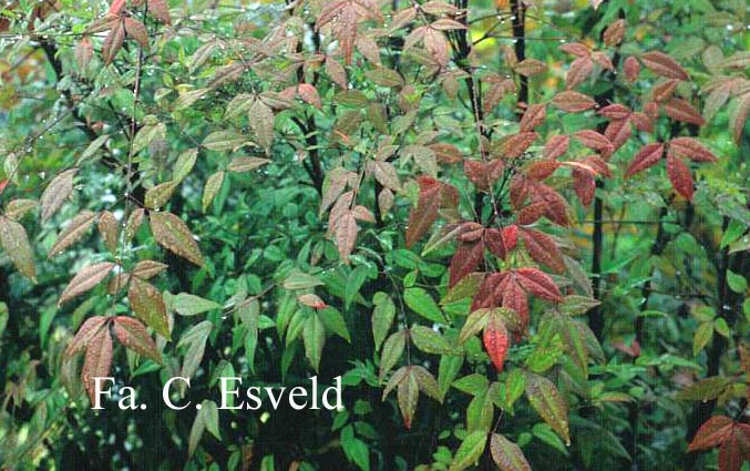 Nandina domestica