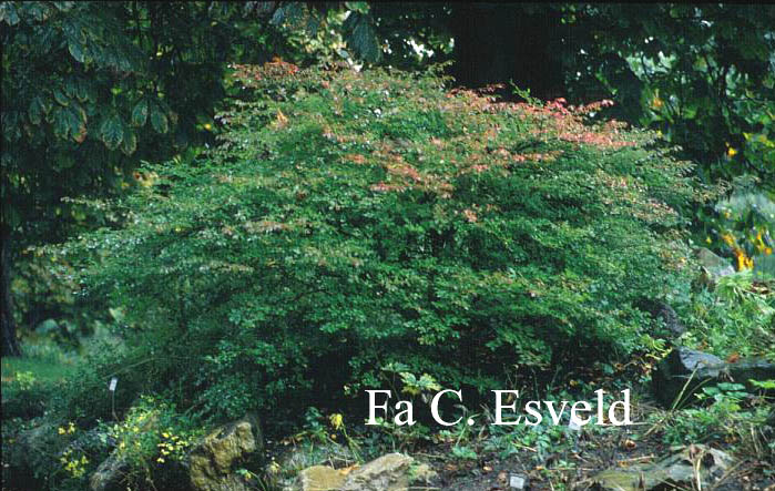 Euonymus alatus