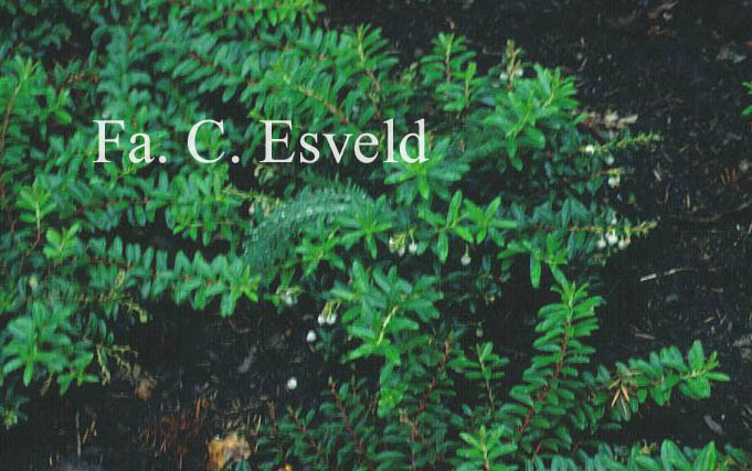Gaultheria cuneata