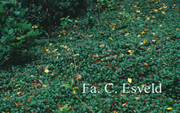 Gaultheria procumbens