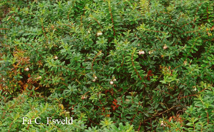 Gaultheria cuneata