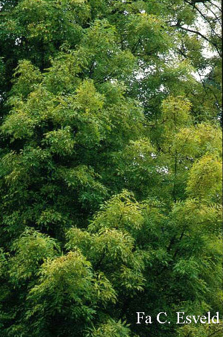 Fraxinus excelsior 'Jaspidea'