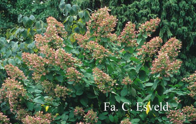 Hydrangea paniculata