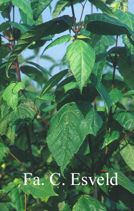 Acer conspicuum 'Elephant's Ear'