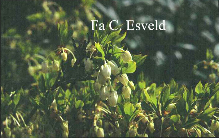 Enkianthus perulatus