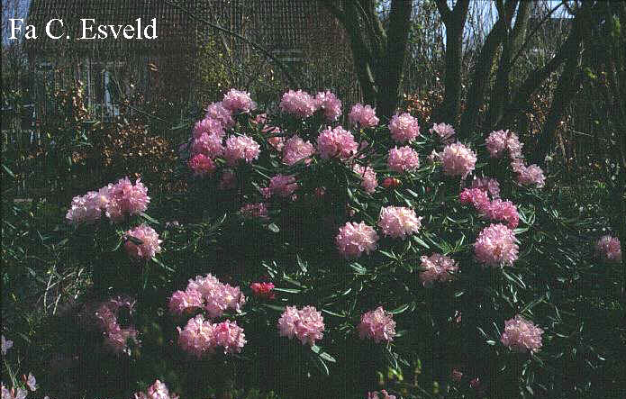 Rhododendron degronianum kiyumaruense