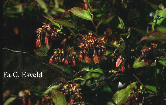 Vaccinium arctostaphylos