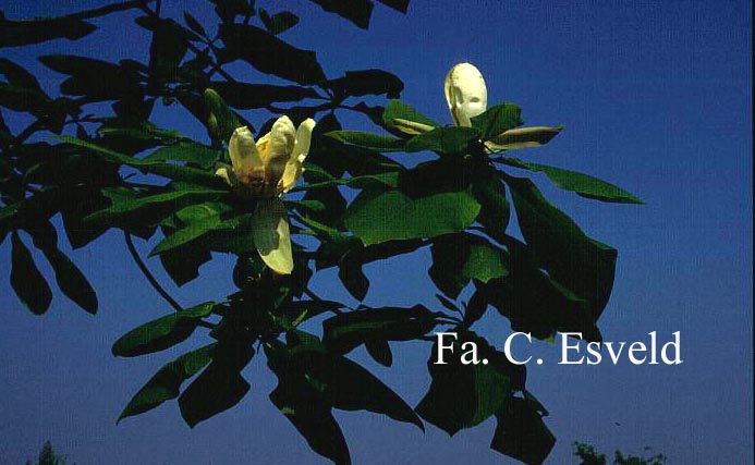 Magnolia tripetala