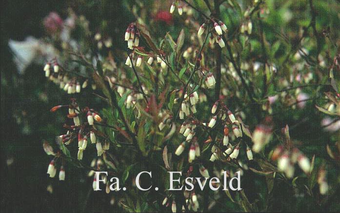 Vaccinium myrsinites
