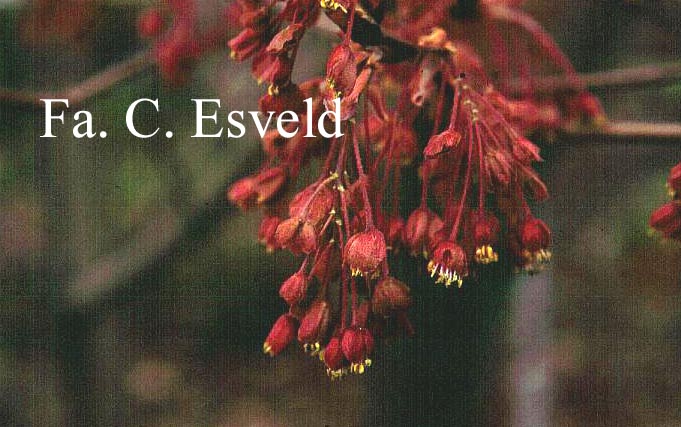 Acer diabolicum