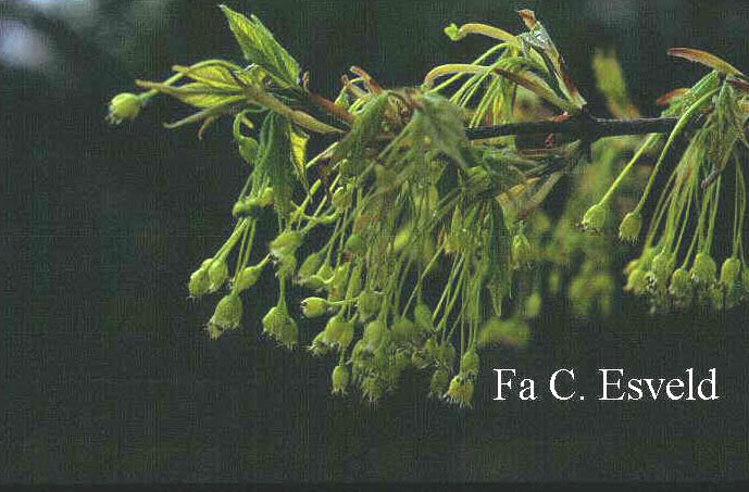 Acer saccharum ssp. leucoderme