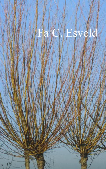 Salix alba 'Chermesina'