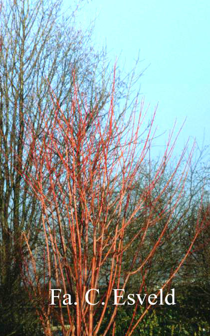 Acer conspicuum 'Phoenix'