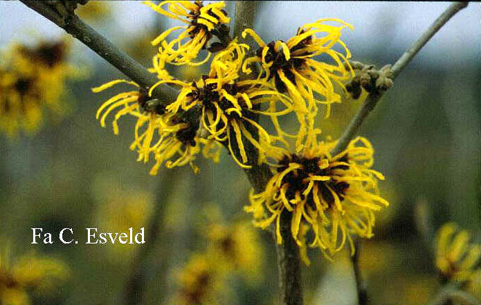 Hamamelis intermedia 'Primavera'