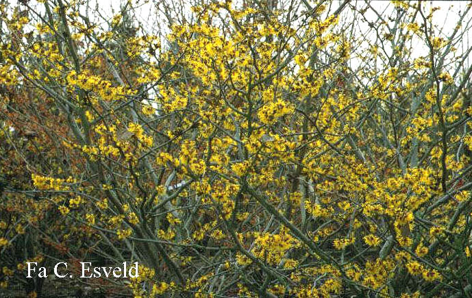 Hamamelis intermedia 'Brandes'