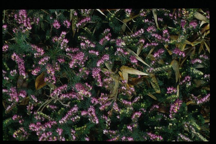 Erica darleyensis 'Kramer's Rote'