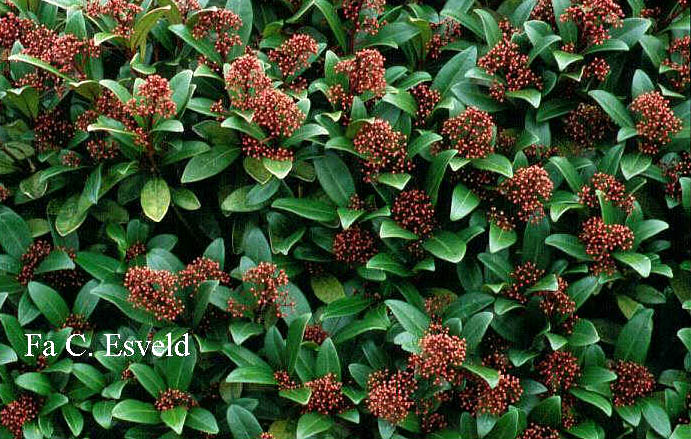 Skimmia japonica 'Rubella'