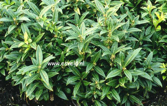 Sarcococca hookeriana humilis