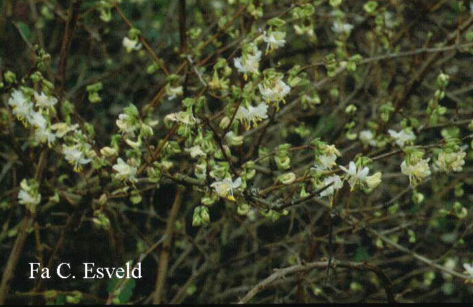 Lonicera purpusii