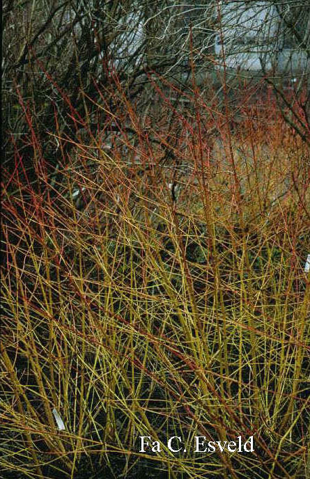 Cornus sanguinea 'Midwinter Fire'