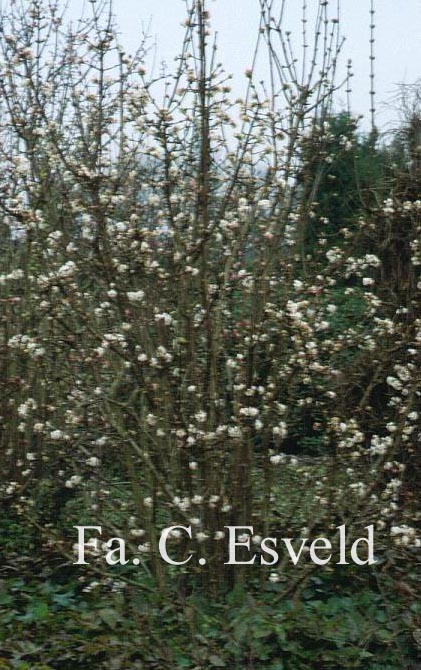 Viburnum bodnantense 'Deben'