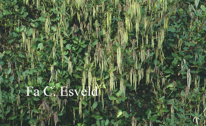 Garrya elliptica