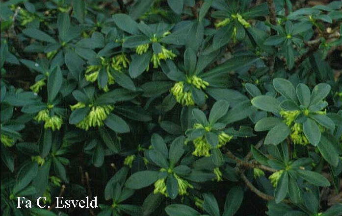 Daphne laureola