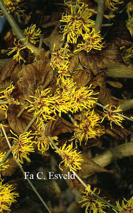 Hamamelis intermedia 'Moonlight'