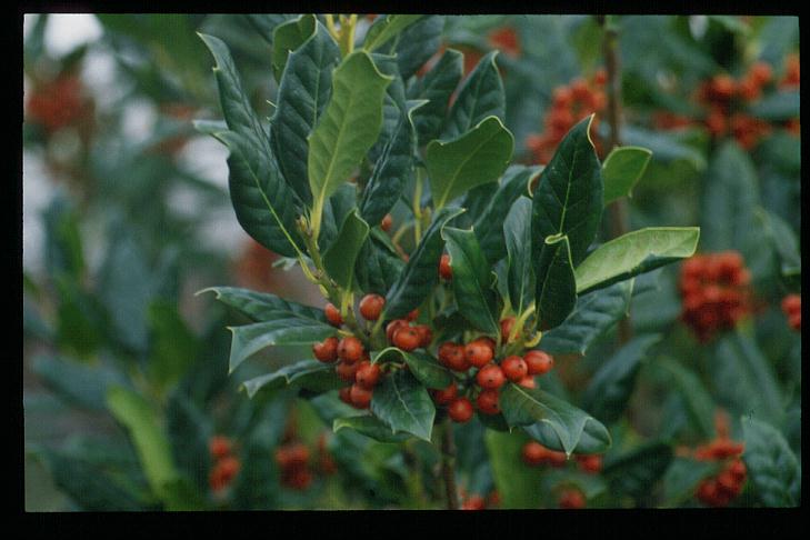 Ilex 'Nellie R. Stevens'